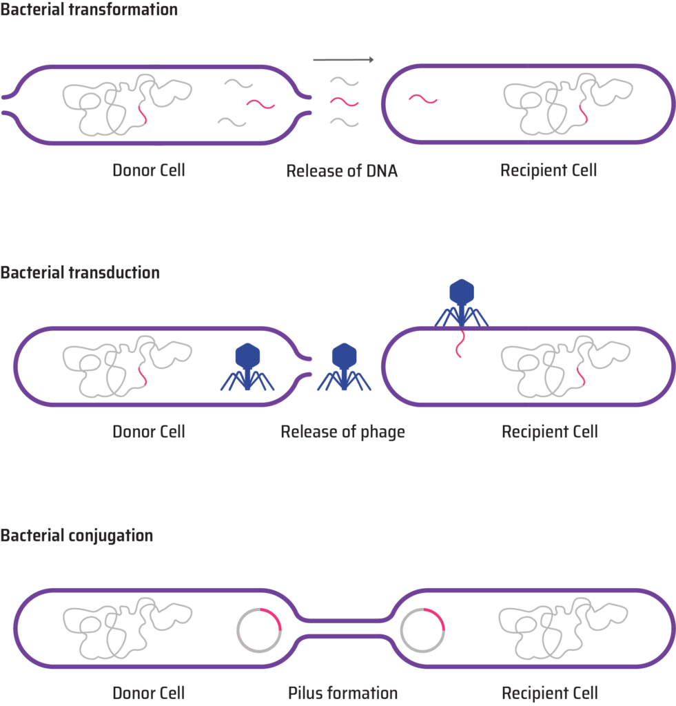 phages