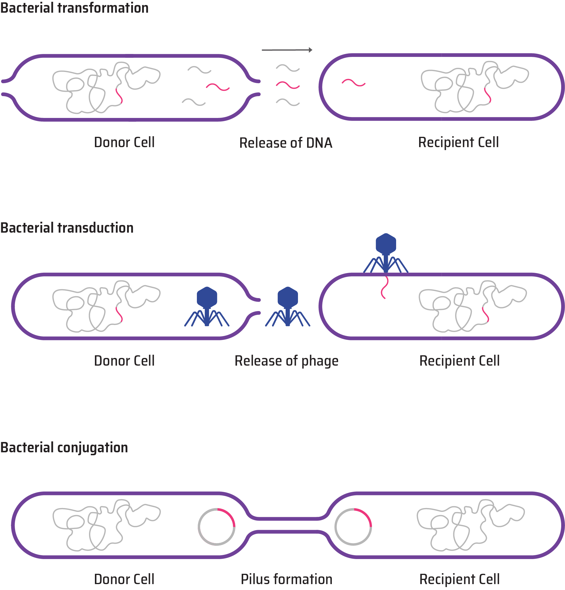 examples of phages